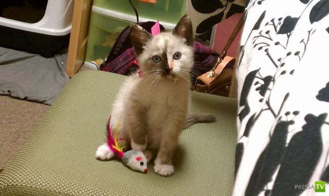 ��� �������� �������� (38 ����)