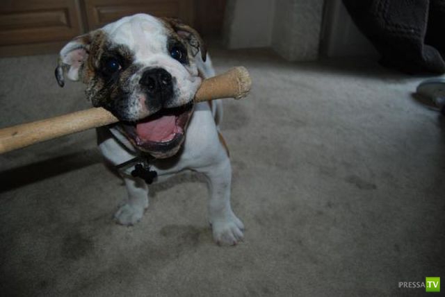 ��� �������� �������� (38 ����)