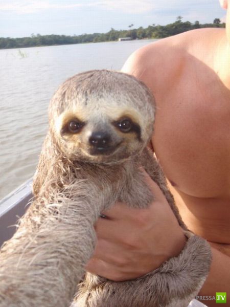 ��� �������� �������� (38 ����)