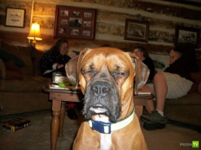 ��� �������� �������� (38 ����)