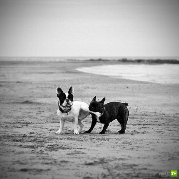 ��� �������� �������� (38 ����)