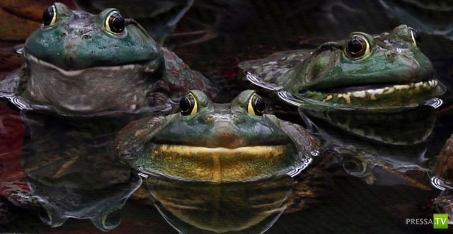 ��� �������� �������� (38 ����)