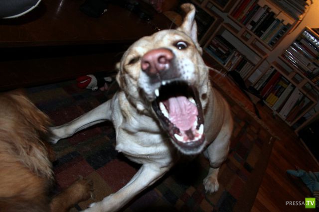 ��� �������� �������� (38 ����)