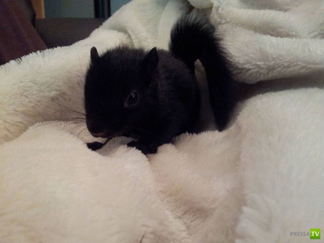 ��� �������� �������� (38 ����)