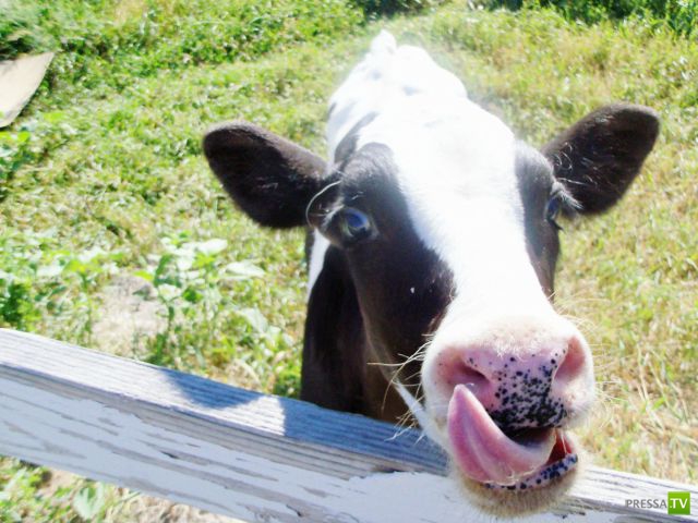 ��� �������� �������� (38 ����)