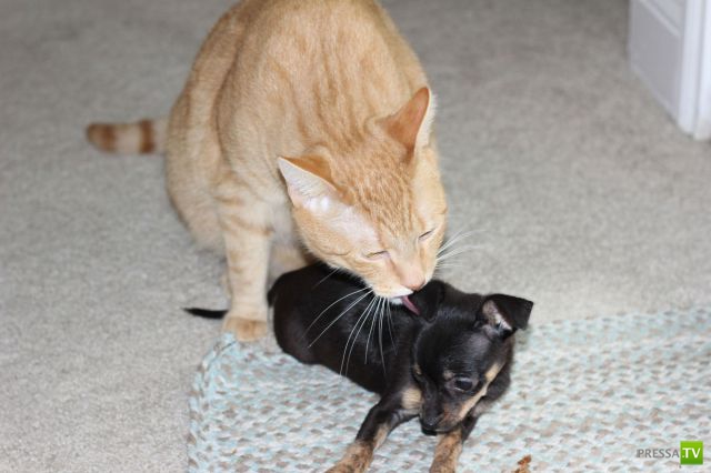 ��� �������� �������� (38 ����)