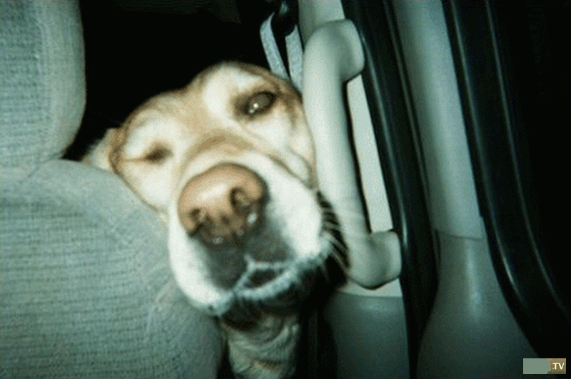 ��� �������� �������� (38 ����)