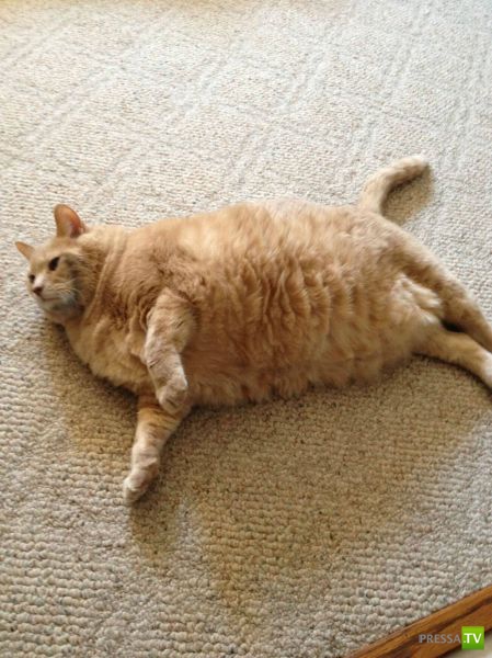 ��� �������� �������� (38 ����)