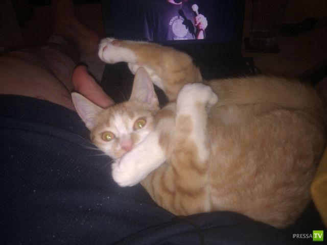 ��� �������� �������� (38 ����)