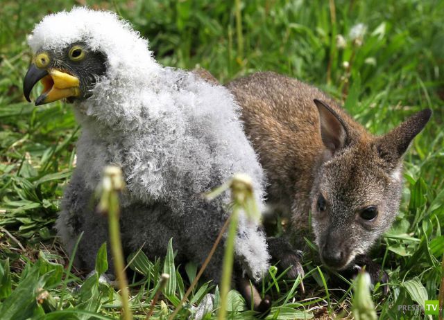 ��� �������� �������� (38 ����)