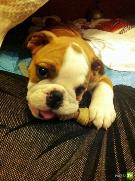 ��� �������� �������� (38 ����)