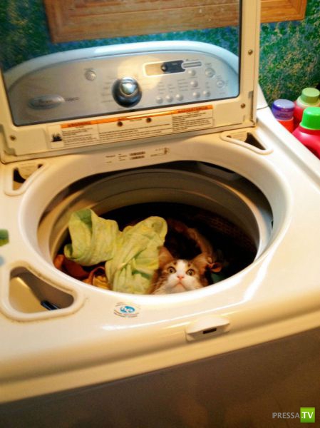 ��� �������� �������� (38 ����)