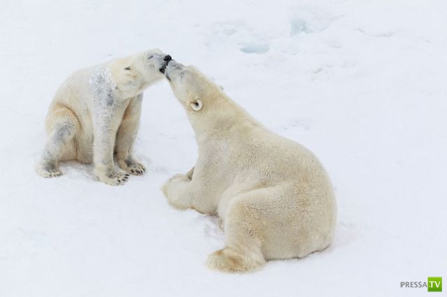 ��� �������� �������� (38 ����)