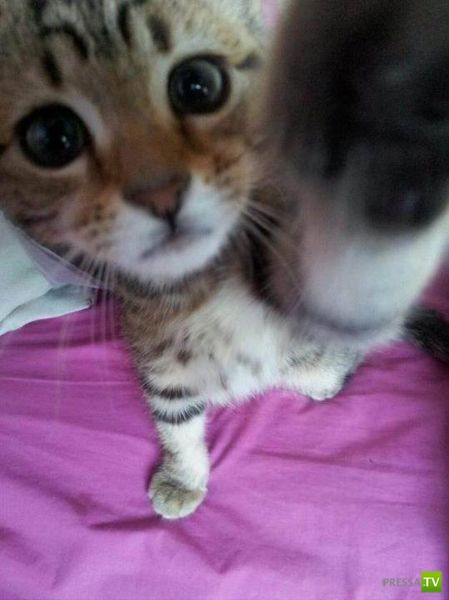 ��� �������� �������� (38 ����)