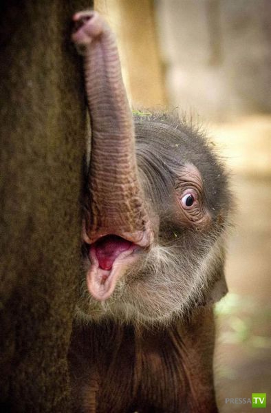 ��� �������� �������� (38 ����)