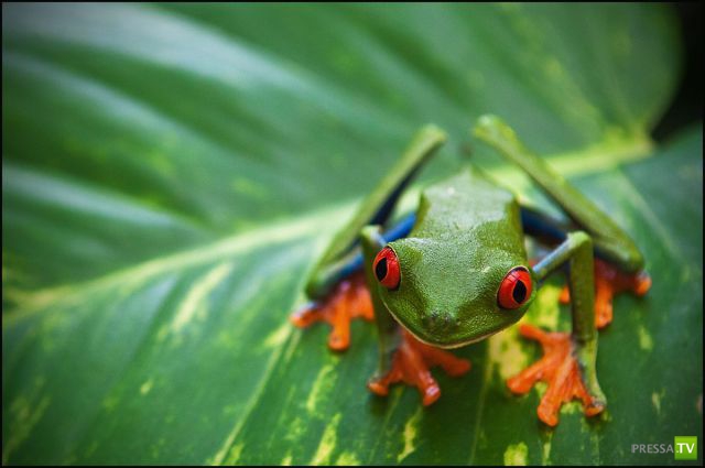 ��� �������� �������� (38 ����)