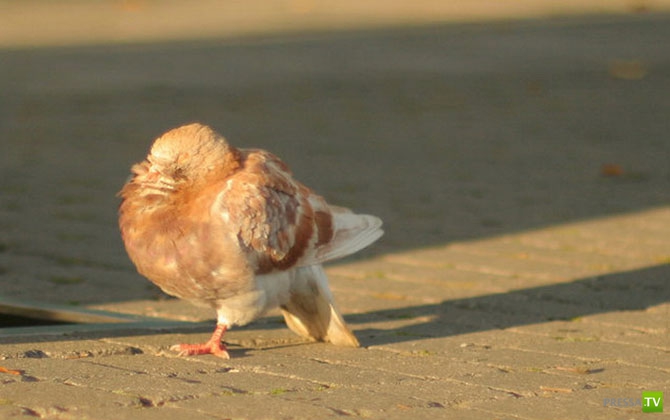 ������ �������� (14 ����)