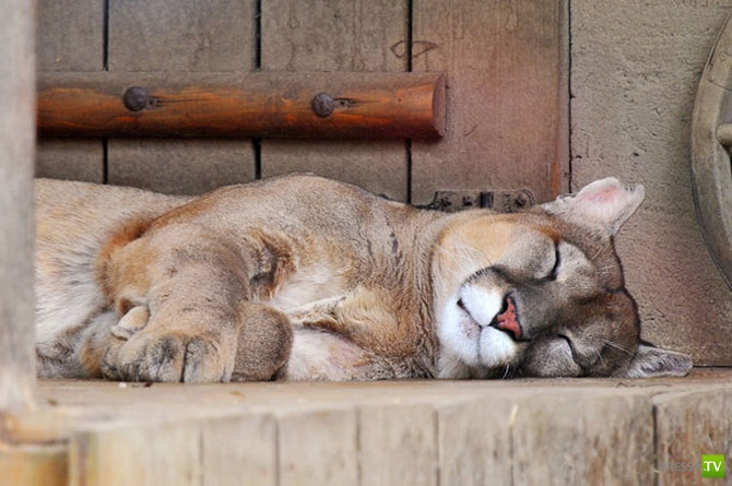 ������ �������� (14 ����)