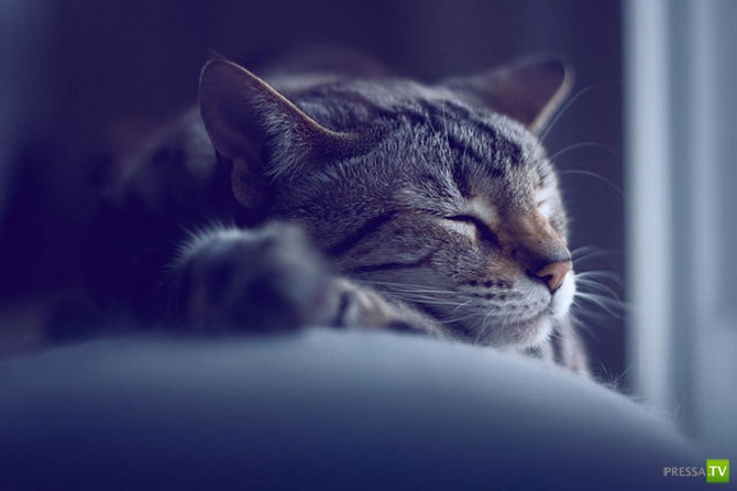 ������ �������� (14 ����)