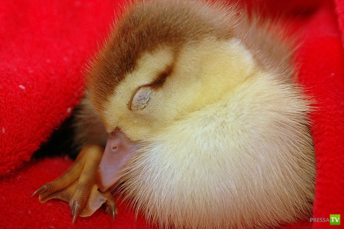 ������ �������� (14 ����)