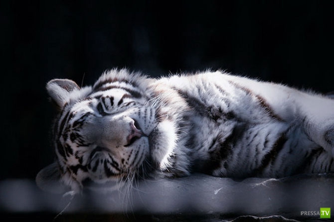 ������ �������� (14 ����)