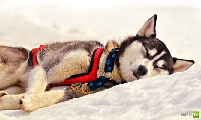 ������ �������� (14 ����)