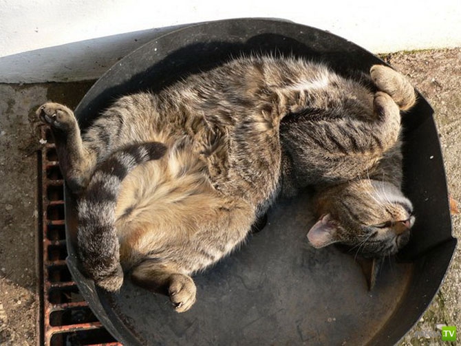 ������ �������� (14 ����)