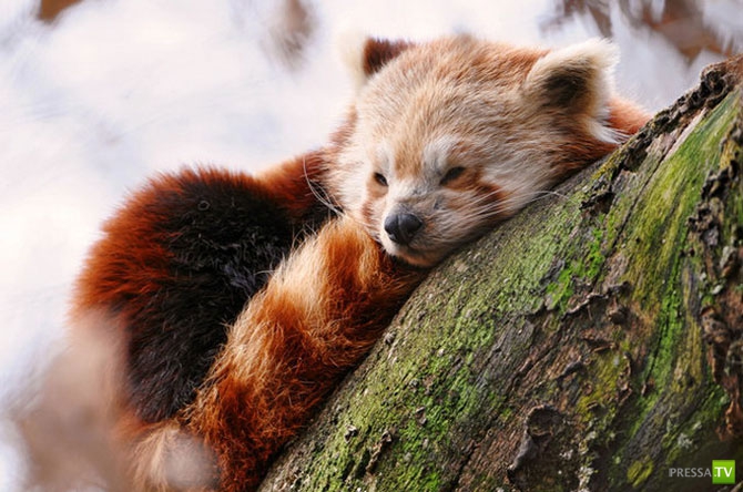 ������ �������� (14 ����)