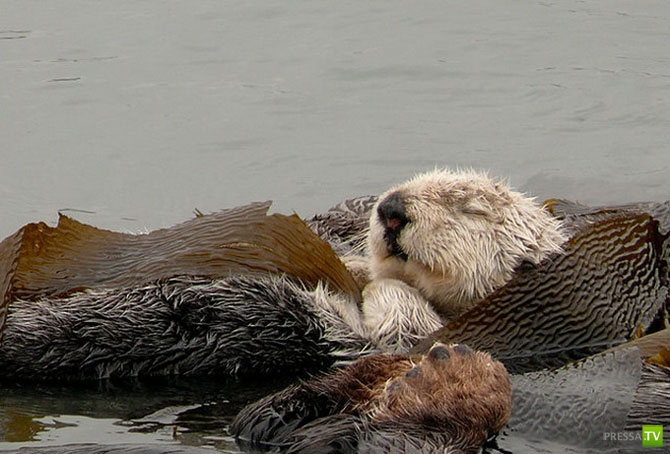 ������ �������� (14 ����)