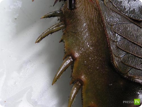 �������� � ��������� ������� ������ ����������!!! (13 ����)