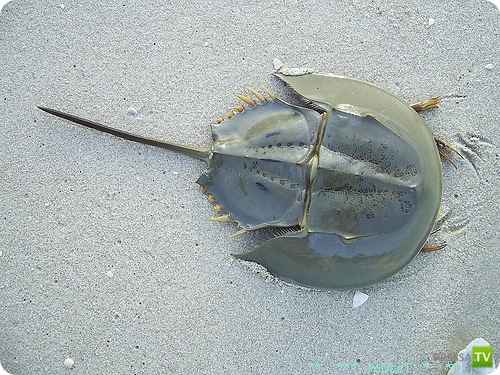 �������� � ��������� ������� ������ ����������!!! (13 ����)