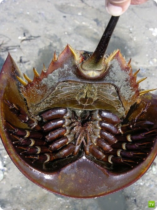 �������� � ��������� ������� ������ ����������!!! (13 ����)