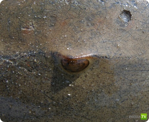 �������� � ��������� ������� ������ ����������!!! (13 ����)