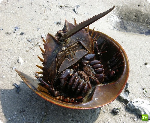 �������� � ��������� ������� ������ ����������!!! (13 ����)