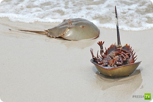 �������� � ��������� ������� ������ ����������!!! (13 ����)