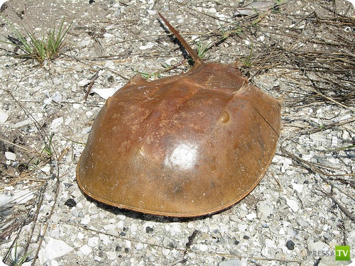 �������� � ��������� ������� ������ ����������!!! (13 ����)