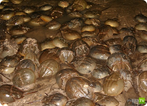 �������� � ��������� ������� ������ ����������!!! (13 ����)