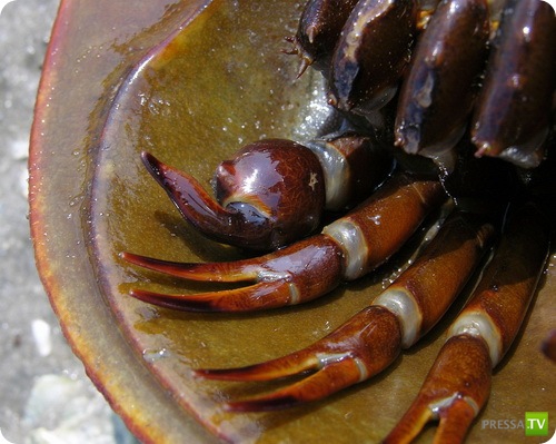 �������� � ��������� ������� ������ ����������!!! (13 ����)