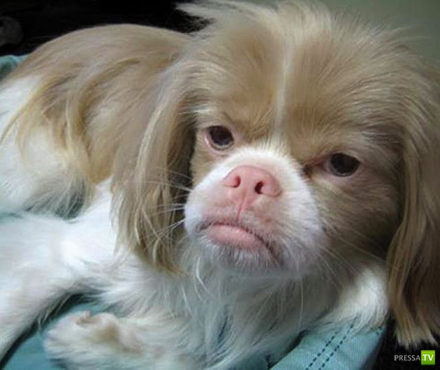 ��� ������� �������-����������, ����� 1 (40 ����)