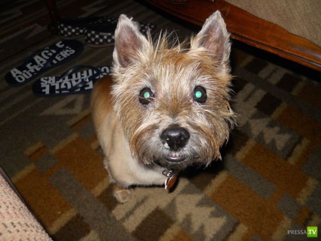 ��� ������� �������-����������, ����� 1 (40 ����)