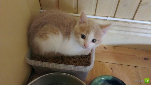 ��� ������� �������-����������, ����� 1 (40 ����)