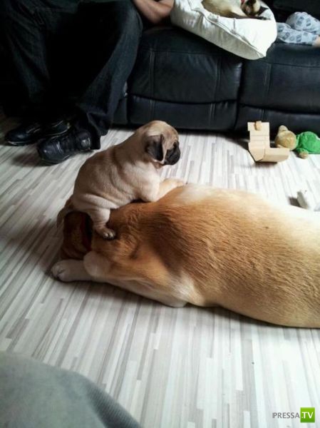 ��� ������� �������-����������, ����� 1 (40 ����)