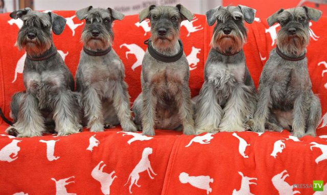 ��� ������� �������-����������, ����� 1 (40 ����)