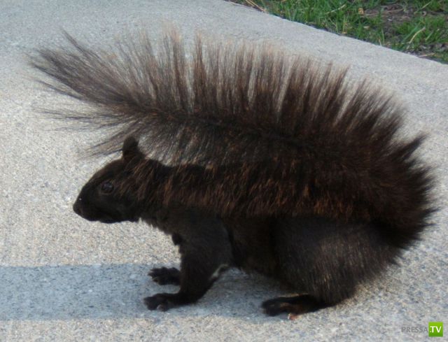 ��� ������� �������-����������, ����� 1 (40 ����)