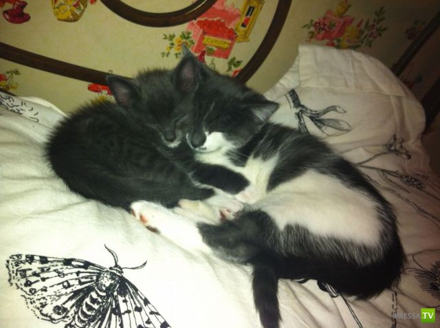 ��� ������� �������-����������, ����� 1 (40 ����)