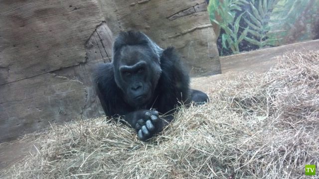 ��� ������� �������-����������, ����� 1 (40 ����)