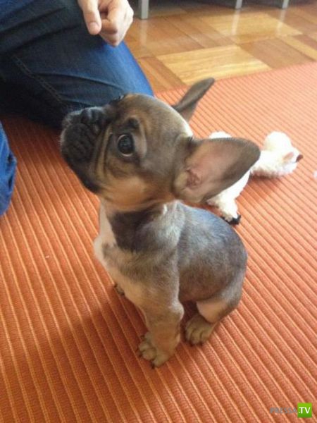 ��� ������� �������-����������, ����� 1 (40 ����)