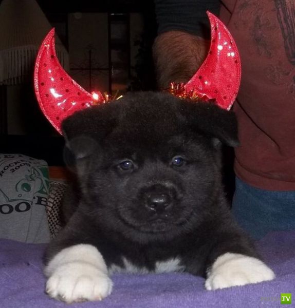 ��� ������� �������-����������, ����� 1 (40 ����)