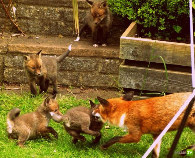 ��� ������� �������-����������, ����� 1 (40 ����)