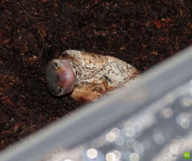 ��� ������� �������-����������, ����� 1 (40 ����)